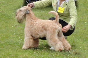 Legally Blond Lunarossa