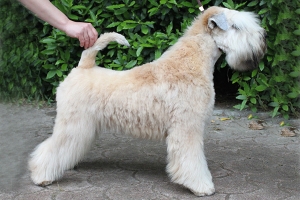 LEGALLY BLOND SHIRLEY TEMPLE “Duffy”